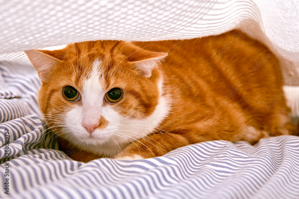 Chat Tigre Roux Tabby Effraye Se Cachant Sous Un Drap De Lit A L Interieur D Une Chambre Stock Photo Adobe Stock