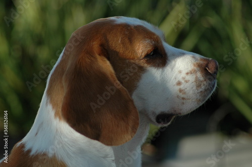 Dog looking towards the horizon