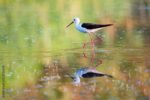 Black-winged stilt or Himantopus himantopus wades in marshland