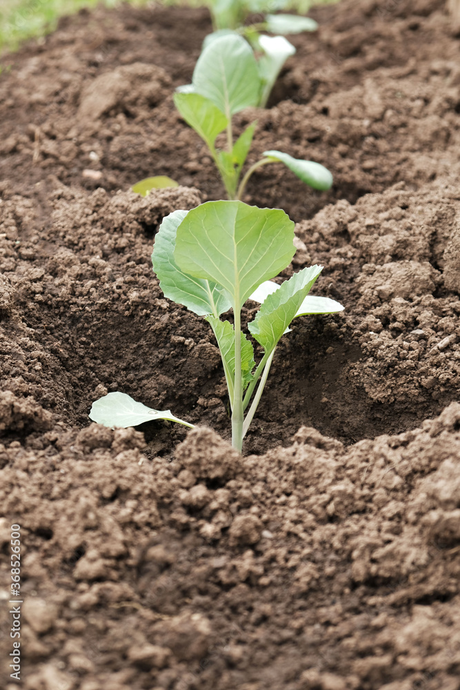 Seedlings of cabbage in the garden in the open field, the cultivation of organic products
