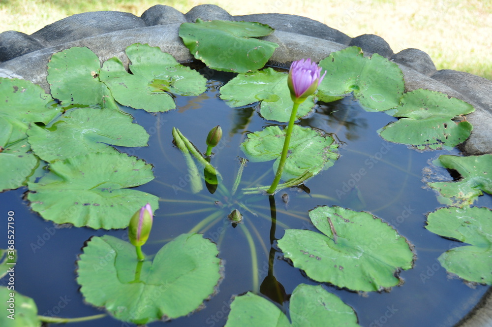 nénuphar dans une vasque 