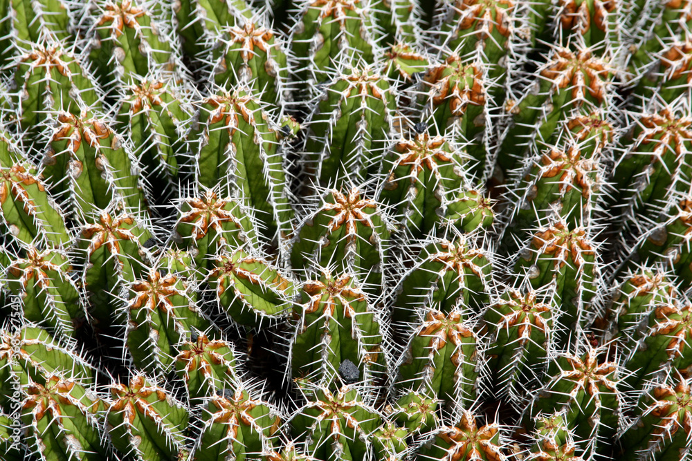 Mr Pointy, Closeup of a cactus with spikes Mr Pointy, Closeup of a cactus with spikes