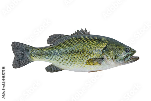 Largemouth bass fish isolated on white background photo