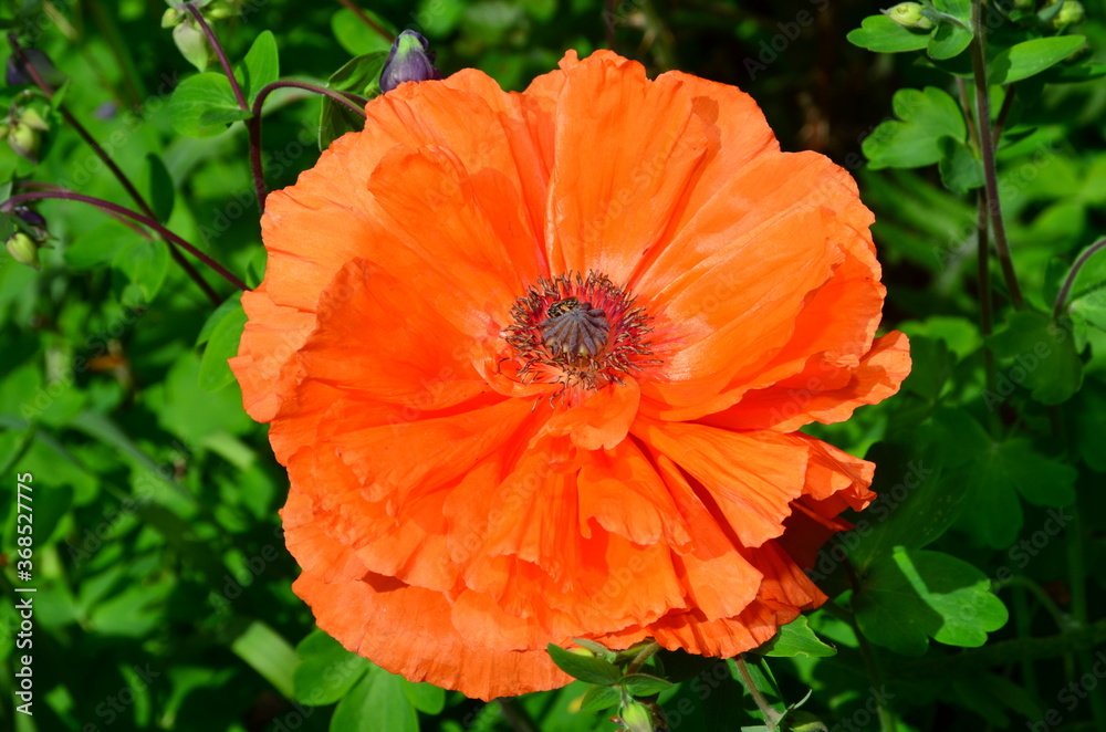 Red poppy flower on a background of rich vegetation.
Red poppy flower on a background of rich vegetation.