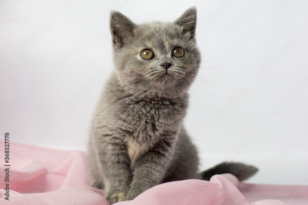 British kitten on light background