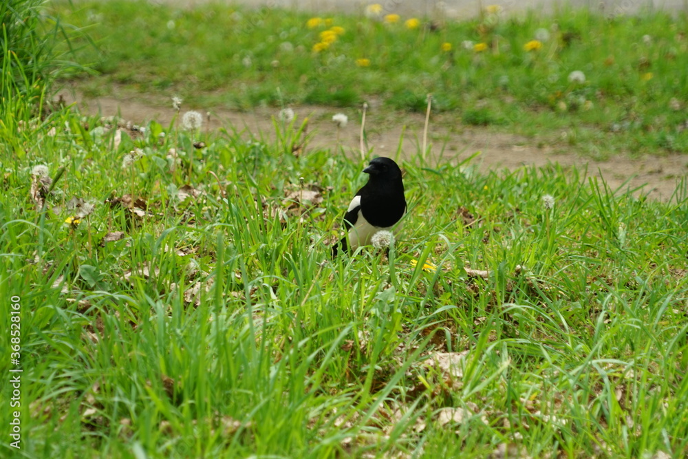 Pie sautillant dans le pré . Pie sautillant dans le pré .
