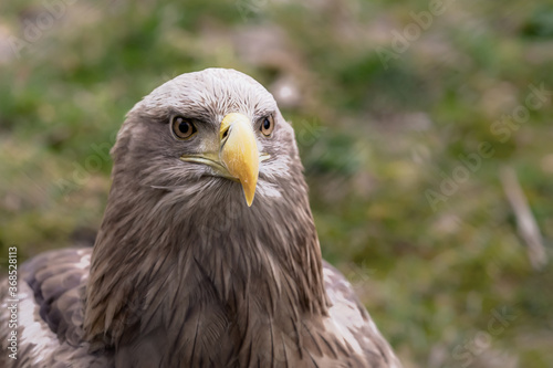eagle portrait fearsome bird hunter brown yellow beak close up