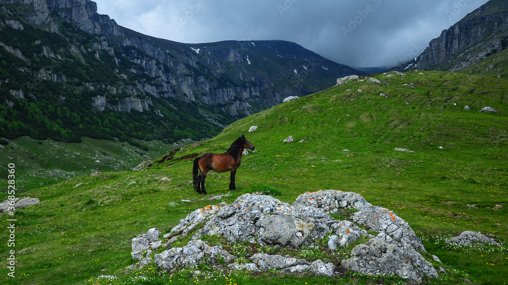 A horse in Bucegi mountains