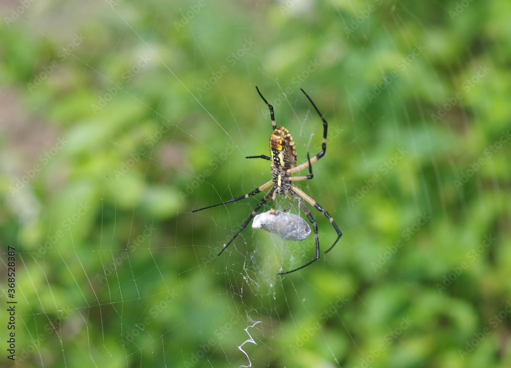 Yellow Garden Spider (Zig Zag Spider) w. egg sac - closeup Yellow Garden Spider (Zig Zag Spider) w. egg sac - closeup