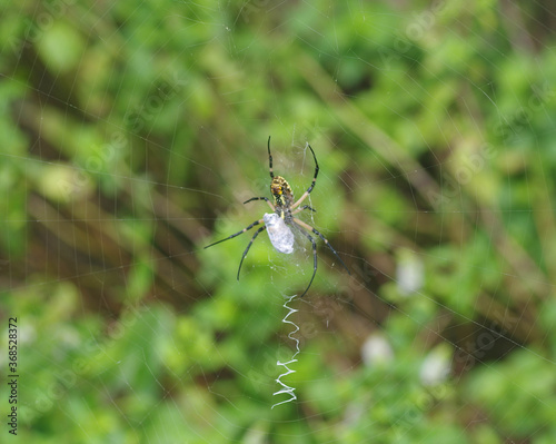 Yellow Garden Spider (Zig Zag Spider) w. egg sac