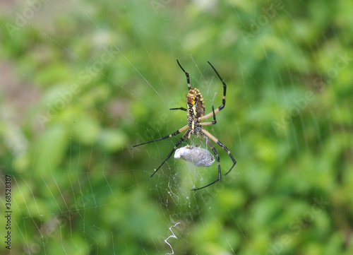 Yellow Garden Spider (Zig Zag Spider) w. egg sac - closeup