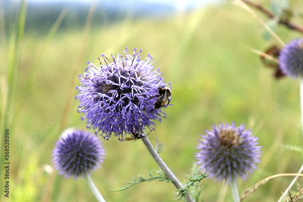 Bumblebee pollinates a purple flower in a field. Bumblebee pollinates a purple flower in a field.