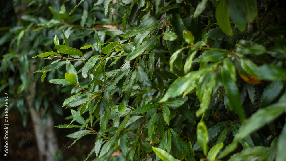 Close-up to green leaves in a bush