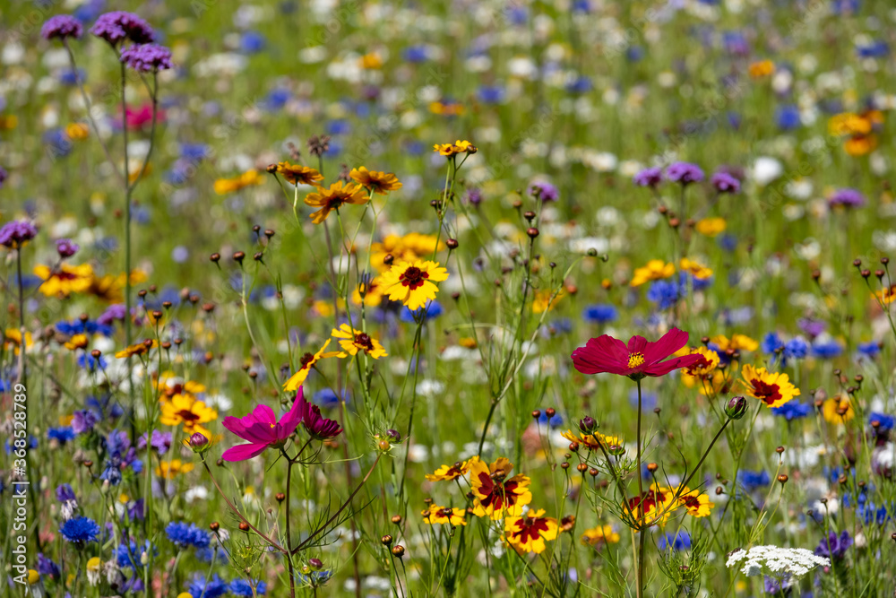 Colourful wild flowers growing in the grass, photographed on a sunny day in midsummer in Windsor, Berkshire UK
Colourful wild flowers growing in the grass, photographed on a sunny day in midsummer in Windsor, Berkshire UK
