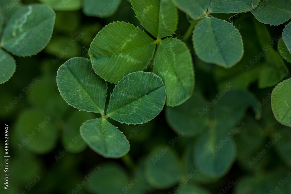 Green clover holiday border, st.Patrick's day decoration background with text space Green clover holiday border, st.Patrick's day decoration background with text space