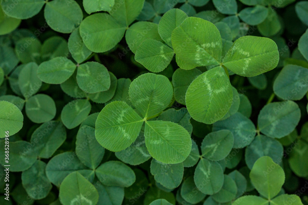 Green clover holiday border, st.Patrick's day decoration background with text space Green clover holiday border, st.Patrick's day decoration background with text space