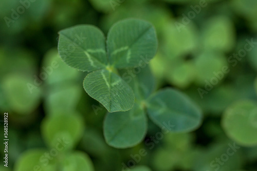 Green clover holiday border, st.Patrick's day decoration background with text space © Maria