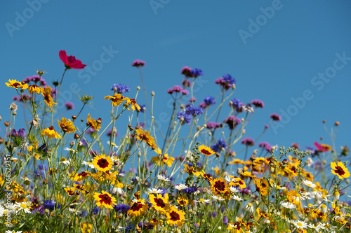 Colourful wild flowers growing in the grass  photographed on a sunny day in midsummer in Windsor  Berkshire UK 