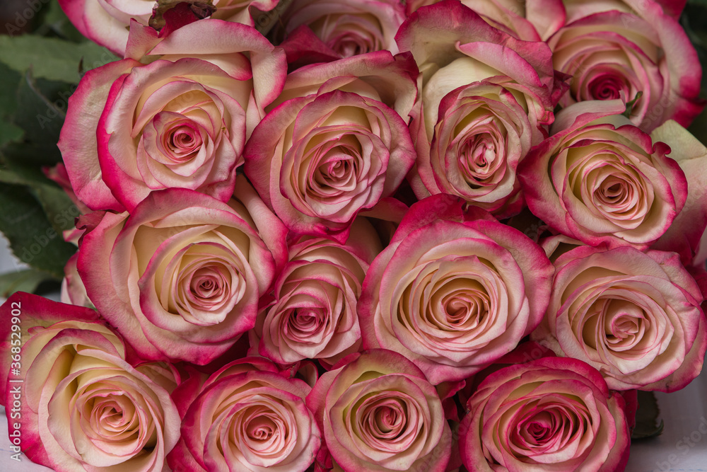Rose buds with white and pink petals close-up.