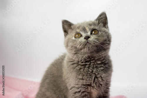 British kitten on light background