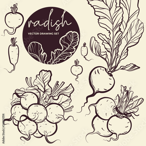 Vector drawing Radish set. Sketch illustration. Simple print drawn by lines. Vector illustration of Radish clove, Radish bulb in simple style. Fresh farm food. Radish logo. Radish print.