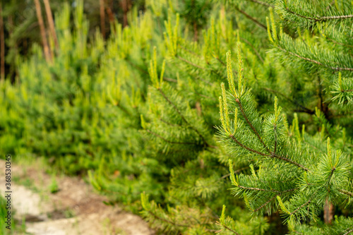 Young shoots on pine branches in the forest