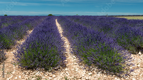 Valensole lavender fields, Provence, France