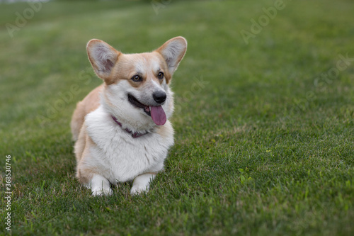 Welsh Corgi Cardigan