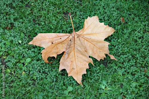 A single leaf fallen to the ground in autumn photo