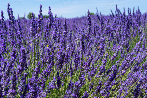 Detail of a lavender plan in field, Provence, France