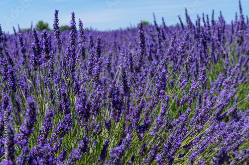 Detail of a lavender plan in field  Provence  France