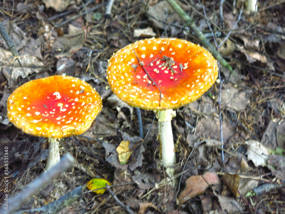 red-orange fly agaric grow in the forest