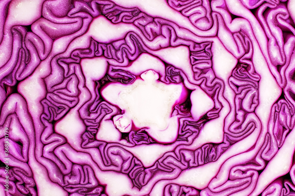 Obraz premium Fibonacci spiral on a cut of red cabbage