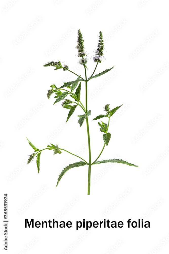 flowering aromatic mint on a white background