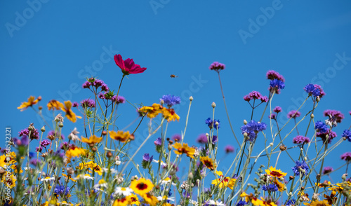 Colourful wild flowers growing in the grass  photographed on a sunny day in midsummer in Windsor  Berkshire UK 