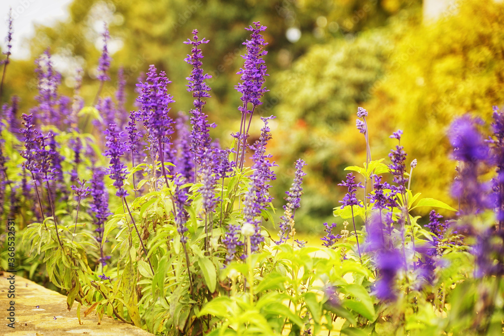 Obraz premium Ziersalbei - Salvia guaranitica