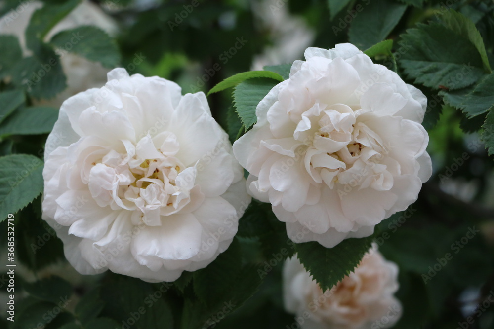 Rose garden, Sweden Rose garden, Sweden