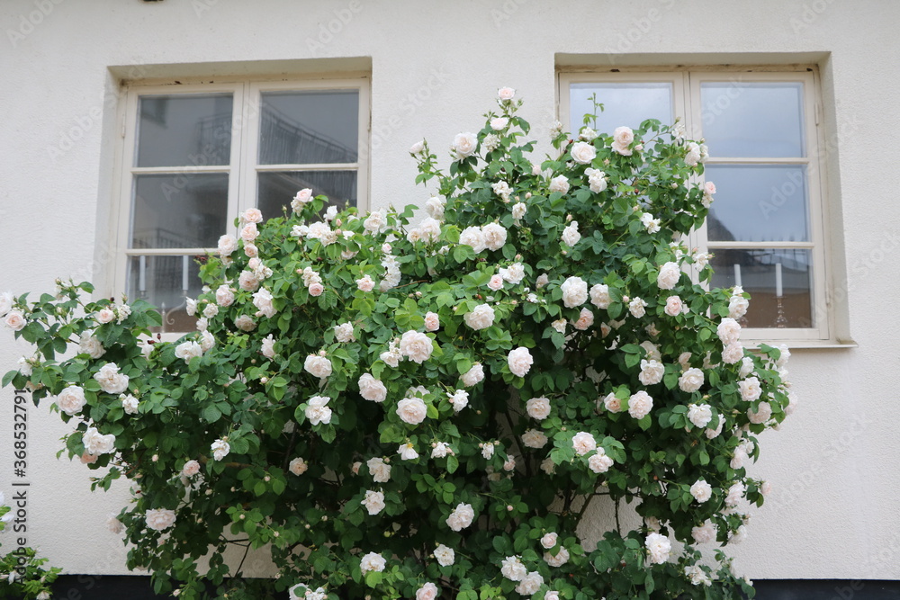 Rose garden in Visby on Gotland, Sweden