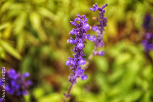 Ziersalbei - Salvia guaranitica