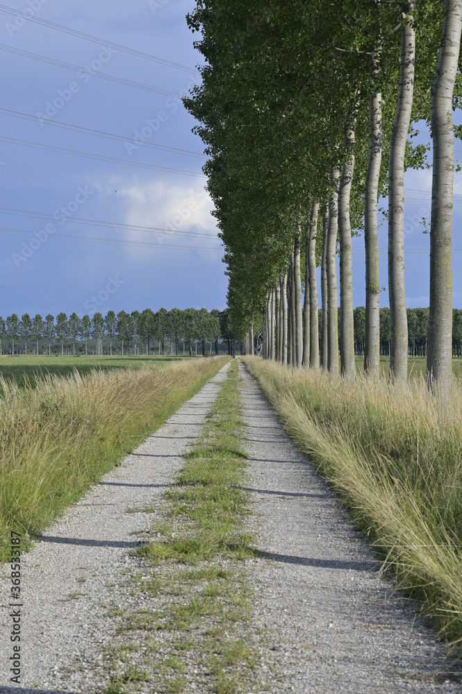 filari, strada forestale, movimento e benessere - salute