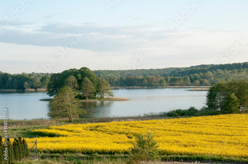 Pola rzepakowe na Kaszubach