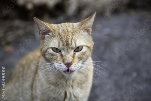 Orange stray cat © celiafoto