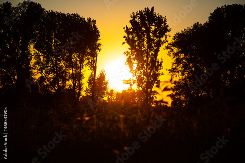 Fototapeta Naklejka Na Ścianę i Meble -  Trees with sunset, nature