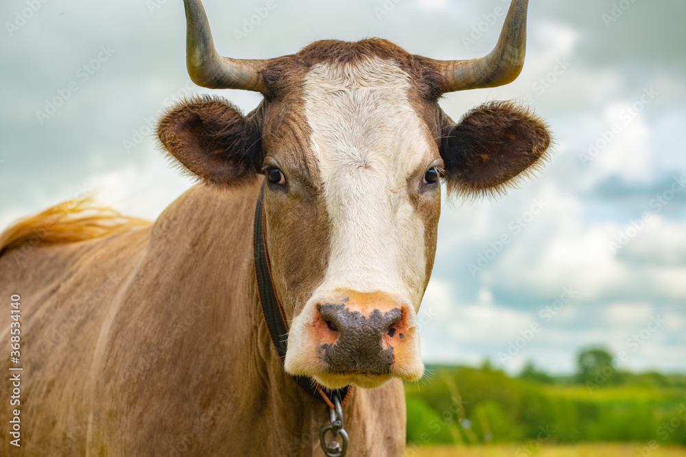 Face of a horned cow close up Face of a horned cow close up