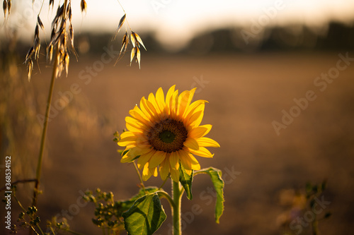 Sunflower in sunset 