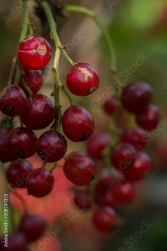 A bunch of red currants in the shade of a Bush
