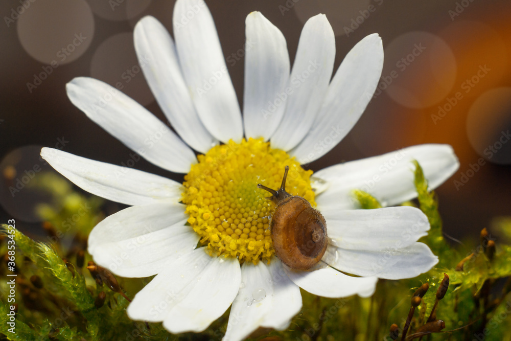 Obraz premium A small snail crawls on a Daisy
