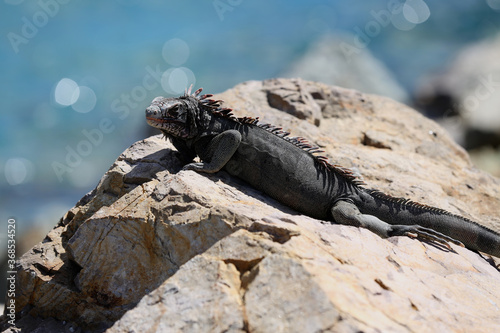 Iguana basking on the rocks, St. Thomas, US Virgin Islands, Caribbean