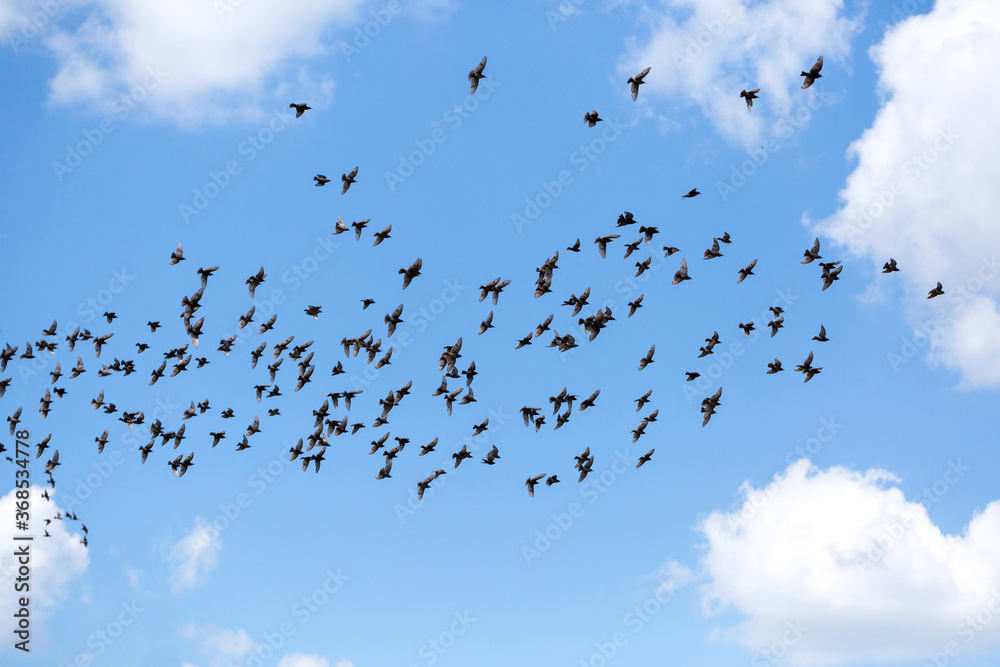 A large bird flock of starlings flies on a background of blue sky with clouds A large bird flock of starlings flies on a background of blue sky with clouds