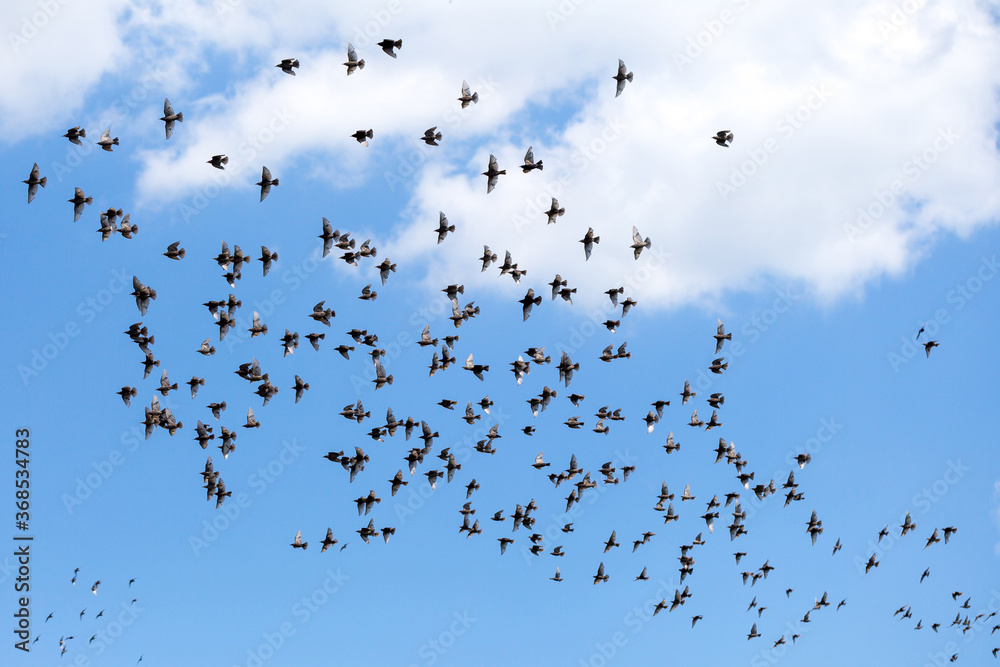 A large bird flock of starlings flies on a background of blue sky with clouds A large bird flock of starlings flies on a background of blue sky with clouds